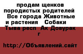 продам щенков породистых родителей - Все города Животные и растения » Собаки   . Тыва респ.,Ак-Довурак г.